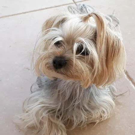 Villa Gaya In Porec With Xl Pool And E- Bike Willa