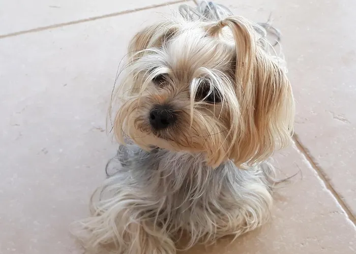 Gaya In With Xl Pool And Stunning Garden Villa